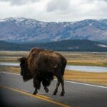 Moving from Connecticut to Montana
