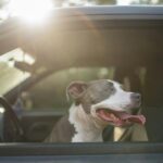 Moving With Pets Across State Lines: Rules, Prep, and Stress-Free Tips