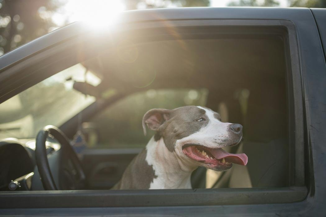 Moving With Pets Across State Lines: Rules, Prep, and Stress-Free Tips